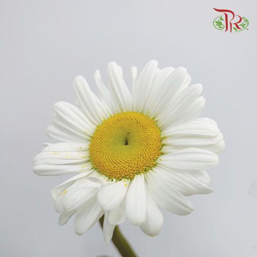 Leucanthemum - White (10 Stems)-White-Import-prflorist.com.my