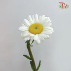 Leucanthemum - White (10 Stems)-White-Import-prflorist.com.my