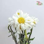 Leucanthemum - White (10 Stems)-White-Import-prflorist.com.my