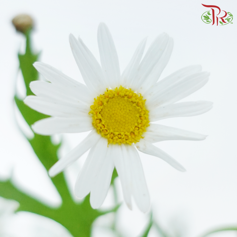 Leucanthemum - White (Per Bunch)-White-China-prflorist.com.my
