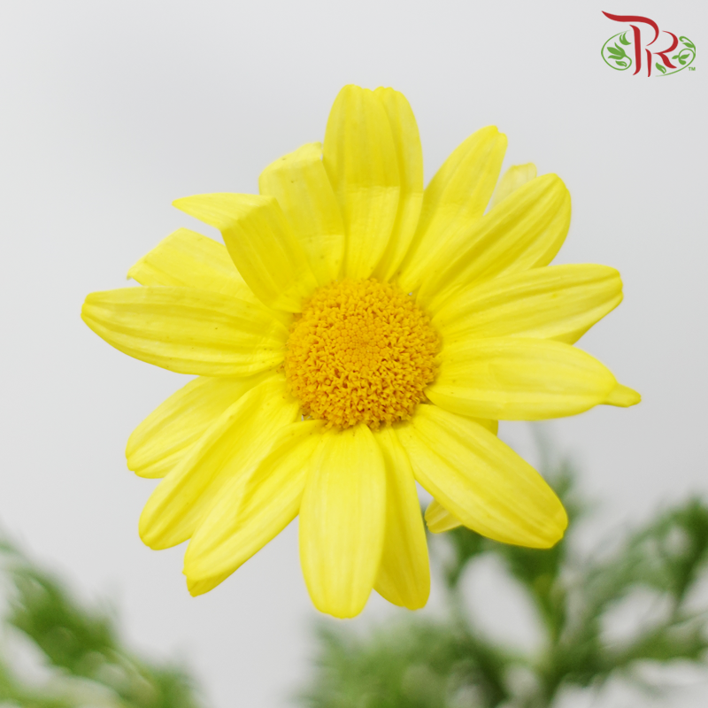 Leucanthemum - Yellow (10 Stems)-Yellow-Import-prflorist.com.my