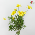 Leucanthemum - Yellow (10 Stems)-Yellow-Import-prflorist.com.my