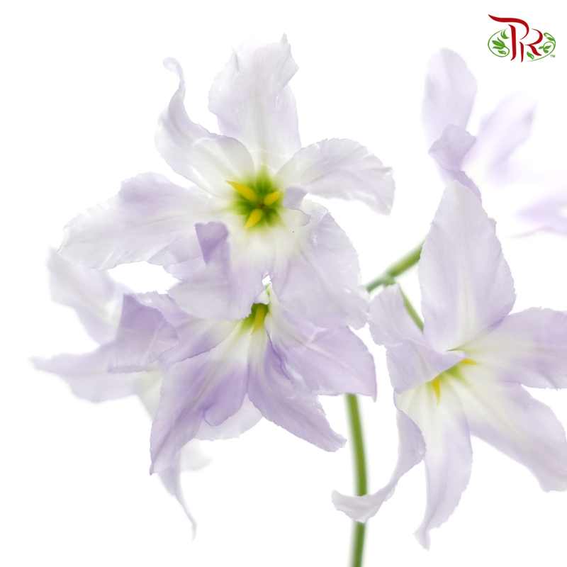 Leucocoryne - Lilac (5 Stems)-Lilac-Import-prflorist.com.my