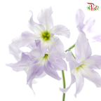 Leucocoryne