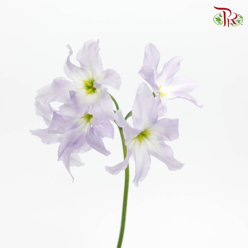 Leucocoryne - Lilac (5 Stems)-Lilac-Import-prflorist.com.my