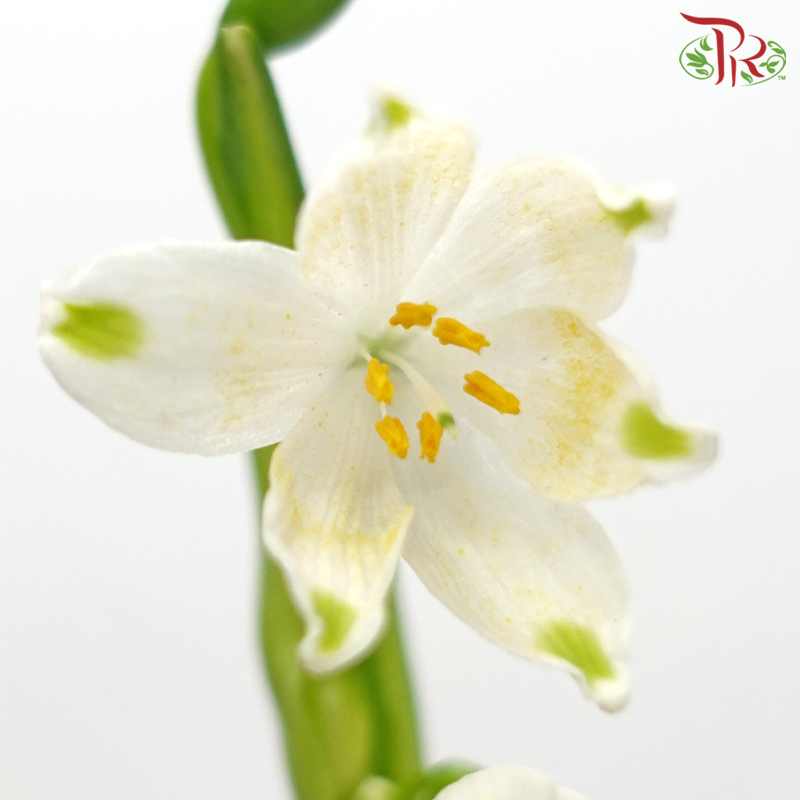 Leucojum Aestivum (5 Stems) ***Fragile-Netherland-prflorist.com.my