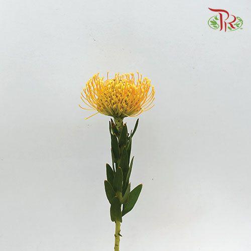 Leucospermum - Light Orange (5 Stems)-Orange-Netherland-prflorist.com.my
