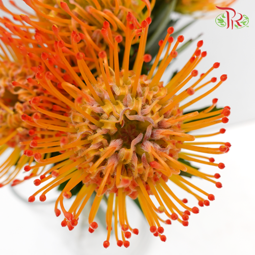 Leucospermum - Orange (5 Stems)-Orange-Netherland-prflorist.com.my