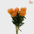Leucospermum - Orange (5 Stems)-Orange-Netherland-prflorist.com.my
