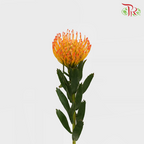 Leucospermum - Orange (5 Stems)-Orange-Netherland-prflorist.com.my
