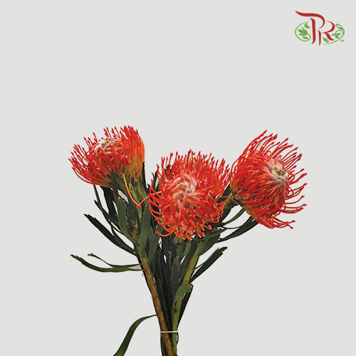 Leucospermum Tango - Dark Orange (5 stems)-Orange-Africa-prflorist.com.my