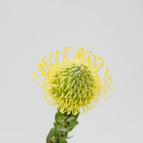 Leucospermum - Yellow (5 Stems)-Yellow-Africa-prflorist.com.my