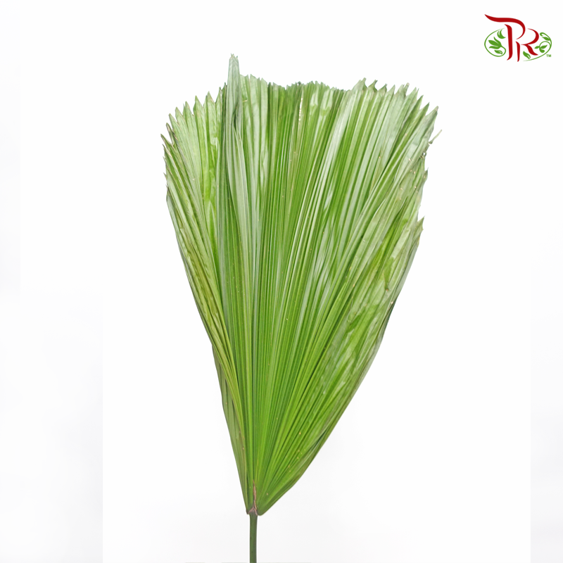 Licuala (Per Stem)-Green-Pudu Ria Florist-prflorist.com.my