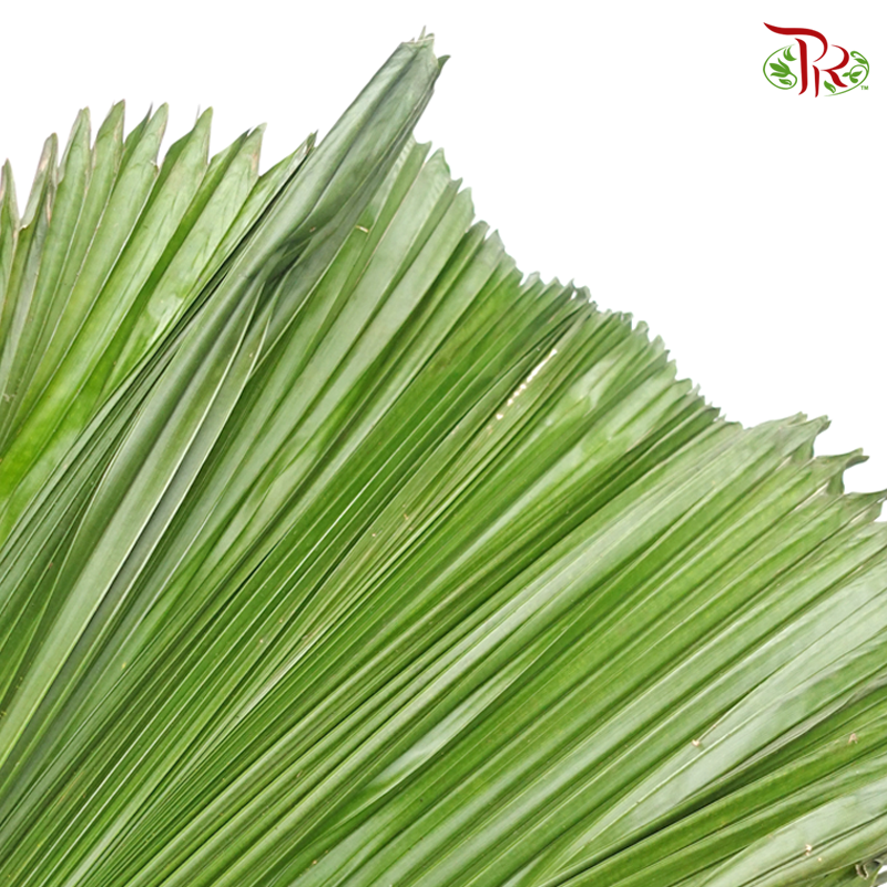 Licuala (Per Stem)-Green-Pudu Ria Florist-prflorist.com.my
