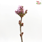 Lilac - (Per Bunch)-Lilac-China-prflorist.com.my