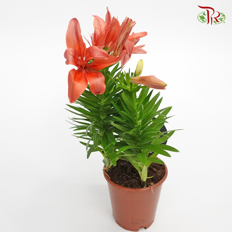 Lilium Asiatic 《香水百合》Red/ Yellow