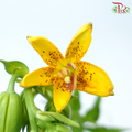Lilium Hansonii - Yellow (5 Stems)-Yellow-Japan-prflorist.com.my