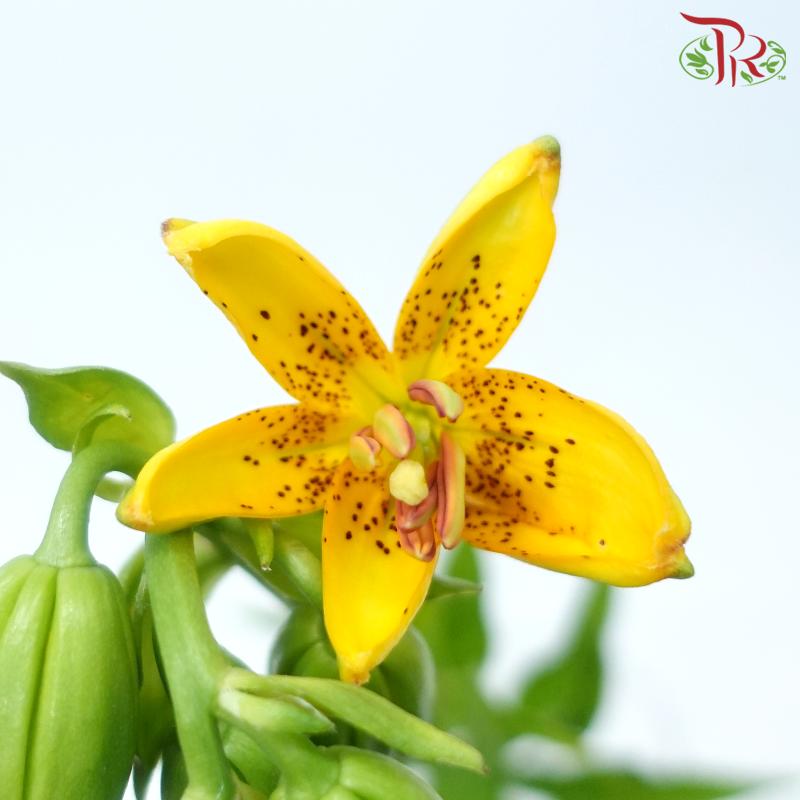 Lilium Hansonii - Yellow (5 Stems)-Yellow-Japan-prflorist.com.my