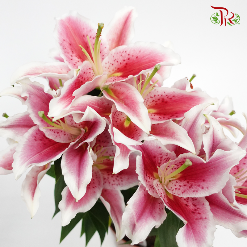 Lilium Oriental 《香水百合》Magny Colour-Pudu Ria Florist-prflorist.com.my