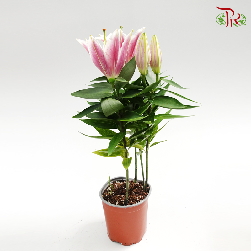 Lilium Oriental - Oriental Purple《香水百合》-Pudu Ria Florist-prflorist.com.my