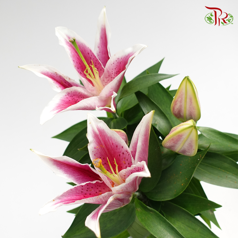 Lilium Oriental - Oriental Purple《香水百合》-Pudu Ria Florist-prflorist.com.my
