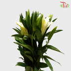 Lily 3 + - Rodina White (5 Stems)-White-China-prflorist.com.my