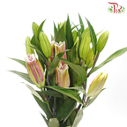 Lily 3+ - Tarrango/ Fujian(5 Stems)-Pink-China-prflorist.com.my