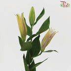 Lily 3+ - Viviana/ Sorbonne (5 Stems)-Pink-China-prflorist.com.my