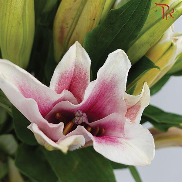 Lily 4+& 5+ - Light Pink (5 Stems)-Pink-China-prflorist.com.my