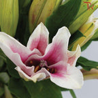 Lily 4+& 5+ - Light Pink (5 Stems)-Pink-China-prflorist.com.my