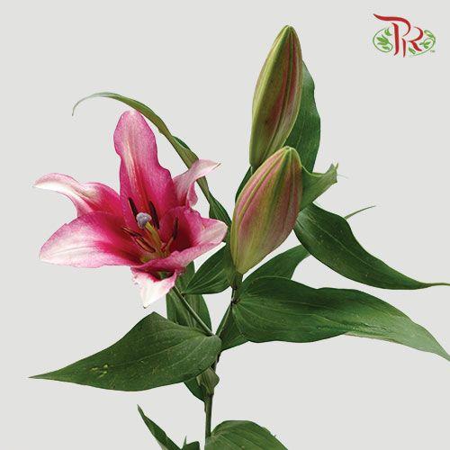 Lily 4+& 5+ - Parasol / Mandela (5 Stems)-Pink-China-prflorist.com.my