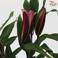 Lily 4+- Black Beauty/Black Magic/ Black Jack (5 Stems)-Pink-China-prflorist.com.my