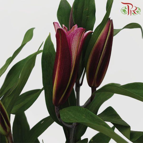 Lily 4+- Black Beauty/Black Magic/ Black Jack (5 Stems)-Pink-China-prflorist.com.my