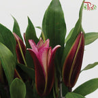 Lily 4+- Black Beauty/Black Magic/ Black Jack (5 Stems)-Pink-China-prflorist.com.my