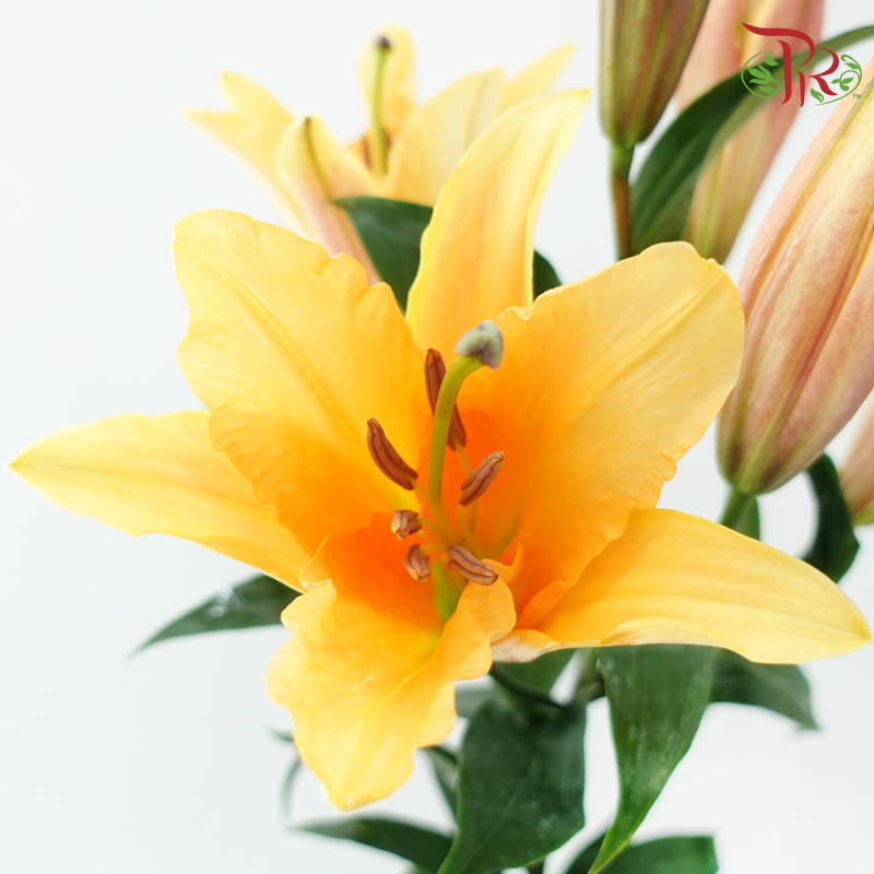 Lily 4+ - Orange Sunset (5 Stems)-Orange-China-prflorist.com.my