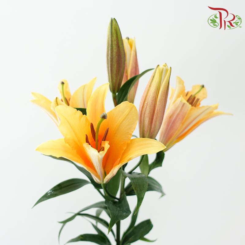 Lily 4+ - Orange Sunset (5 Stems)-Orange-China-prflorist.com.my