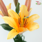 Lily 4+ - Orange Sunset (5 Stems)-Orange-China-prflorist.com.my