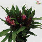 Lily - Black Beauty/Black Magic 3+ (5 Stems)-Pink-Malaysia-prflorist.com.my