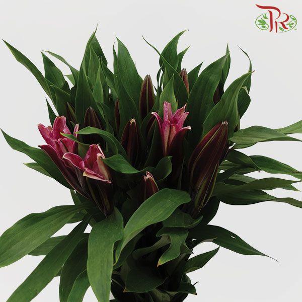 Lily - Black Beauty/Black Magic 3+ (5 Stems)-Pink-Malaysia-prflorist.com.my