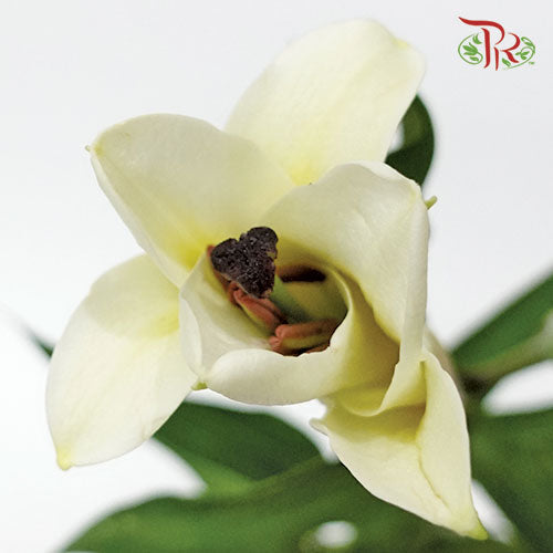 Lily - Cream (5 Stems)-Import-prflorist.com.my