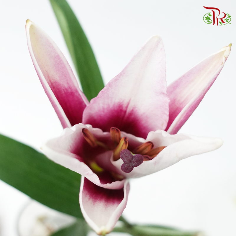 Lily - Inner Pink (5 Stems)-Pink-Taiwan-prflorist.com.my