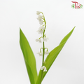Lily of Valley (10 Stems)-China-prflorist.com.my