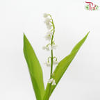 Lily of Valley (10 Stems)-China-prflorist.com.my
