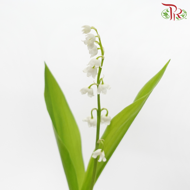 Lily of Valley (10 Stems)-China-prflorist.com.my