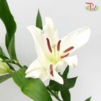 Lily Oriental 2 & 3 & 4