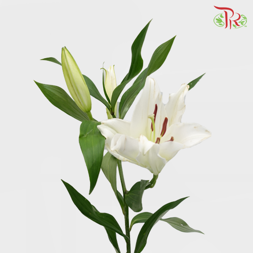Lily Oriental Captain / Meriva 2 & 3 & 4 - (5 Stems)-White-Vietnam-prflorist.com.my