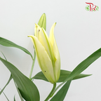 Lily Oriental 2 & 3 & 4