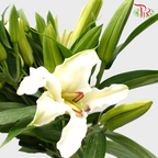 Lily White 3+ - (5 Stems)-White-Malaysia-prflorist.com.my