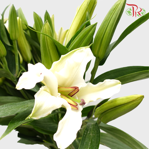 Lily White 3+ - (5 Stems)-White-Malaysia-prflorist.com.my