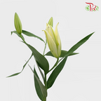 Lily - Yellow 3+ (5 Stems)-Yellow-Malaysia-prflorist.com.my